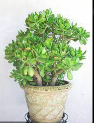 3 easy secrets to success for this structurally beautiful succulent