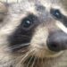 Raccoon Stuck Headfirst After Chewing Through Roof Caught In Photo