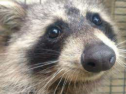 Raccoon Stuck Headfirst After Chewing Through Roof Caught In Photo